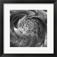 Ranunculus Abstract II BW Framed Print