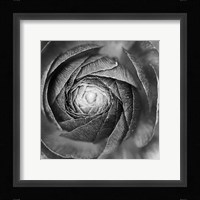 Ranunculus Abstract I BW Framed Print