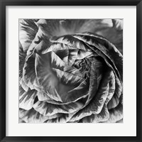 Ranunculus Abstract IV BW Fine Art Print