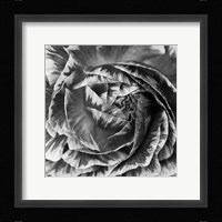 Ranunculus Abstract IV BW Framed Print