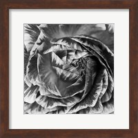 Ranunculus Abstract IV BW Fine Art Print