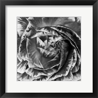 Ranunculus Abstract IV BW Framed Print