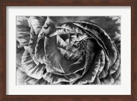 Ranunculus Abstract VI BW Fine Art Print