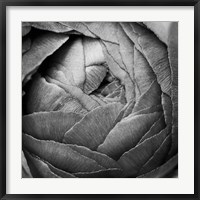 Ranunculus Abstract III BW Fine Art Print