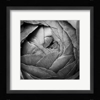 Ranunculus Abstract III BW Framed Print