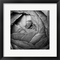 Ranunculus Abstract III BW Framed Print