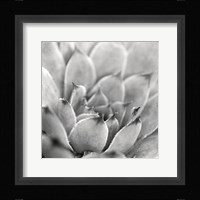Garden Succulent I Framed Print