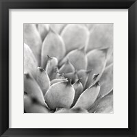 Garden Succulent I Framed Print