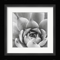 Garden Succulent III Framed Print