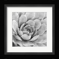 Garden Succulent IV Framed Print