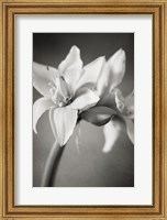 White Amaryllis I Fine Art Print