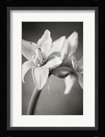 White Amaryllis I Fine Art Print