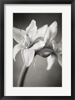 White Amaryllis I Fine Art Print