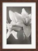 White Amaryllis II Fine Art Print