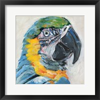 Parrot II Fine Art Print