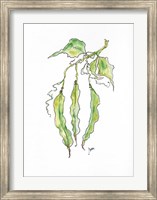 Peas Fine Art Print