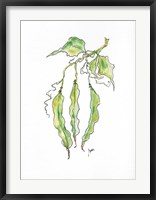 Peas Fine Art Print