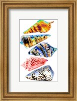 Seashell Collection II Fine Art Print