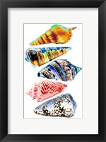 Seashell Collection II Framed Print