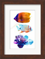 Fish Trio Fine Art Print