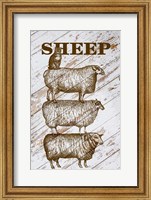 Sheep Fine Art Print