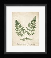 Vintage Ferns VII no Border Framed Print