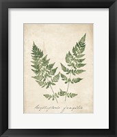 Vintage Ferns VII no Border Framed Print