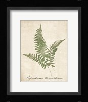 Vintage Ferns X no Border Framed Print