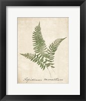 Vintage Ferns X no Border Fine Art Print