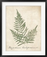 Vintage Ferns XI no Border Fine Art Print