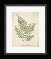 Vintage Ferns IX no Border Framed Print