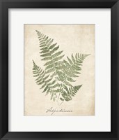 Vintage Ferns IX no Border Framed Print