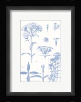Serenity Phlox on White Framed Print