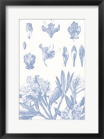 Serenity Rhododendron on White Fine Art Print