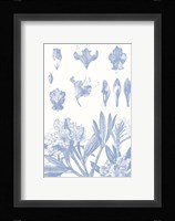 Serenity Rhododendron on White Fine Art Print