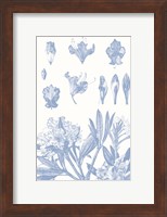 Serenity Rhododendron on White Fine Art Print