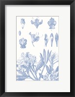 Serenity Rhododendron on White Framed Print