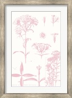Rose Quartz Phlox on White Fine Art Print