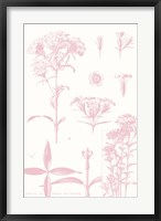 Rose Quartz Phlox on White Fine Art Print