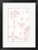 Rose Quartz Phlox on White Framed Print