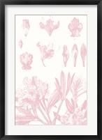 Rose Quartz Rhododendron on White Fine Art Print
