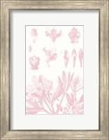 Rose Quartz Rhododendron on White Fine Art Print