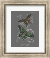 Lepidoptera II Fine Art Print