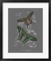 Lepidoptera II Framed Print