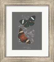 Lepidoptera I Fine Art Print