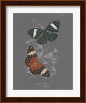 Lepidoptera I Fine Art Print