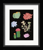 Succulent Chart V Framed Print