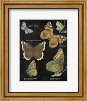 Botanical Butterflies Postcard III Black Fine Art Print