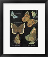 Botanical Butterflies Postcard III Black Framed Print