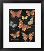 Botanical Butterflies Postcard IV Black Framed Print